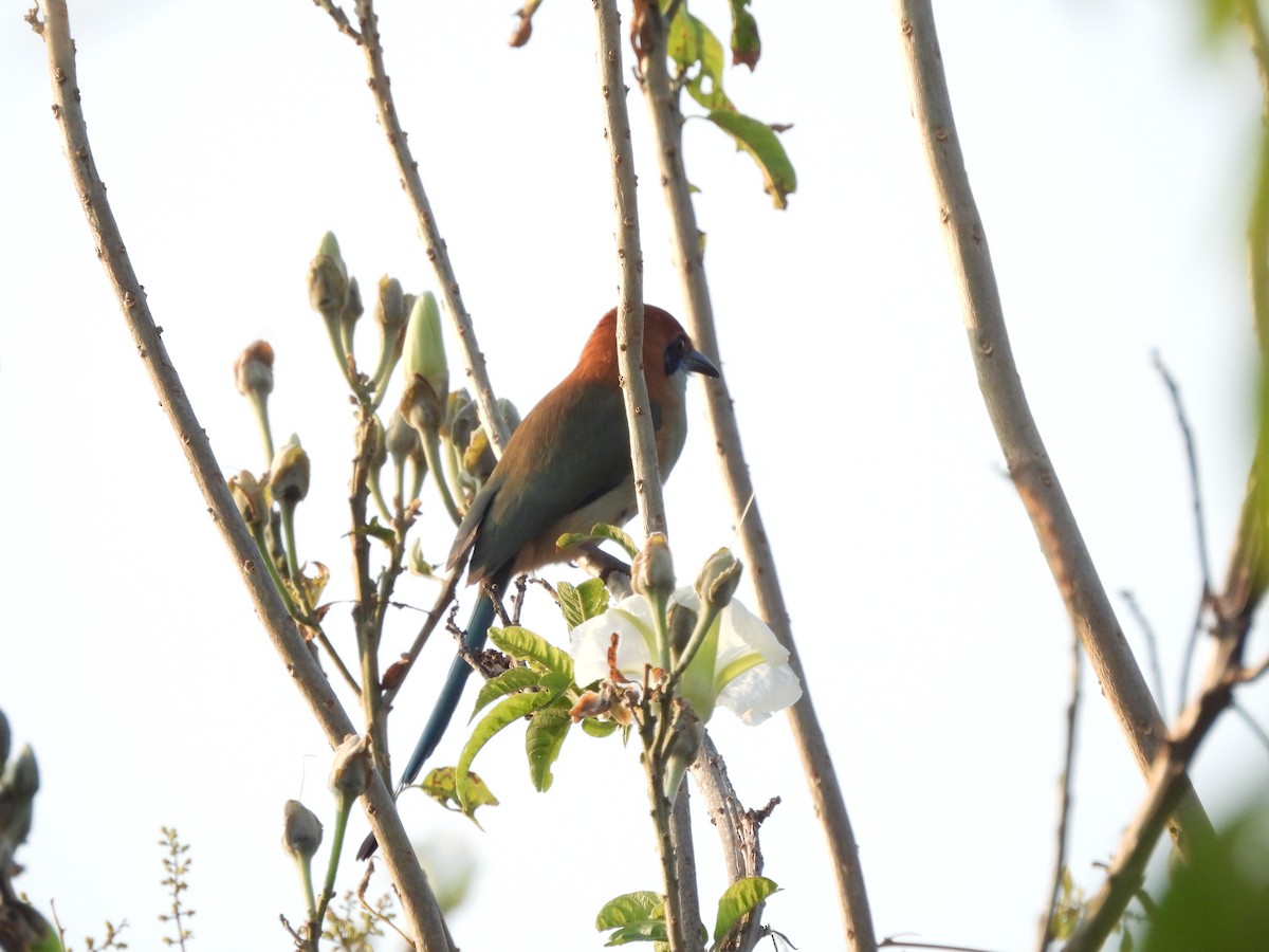 Russet-crowned Motmot - ML646725212