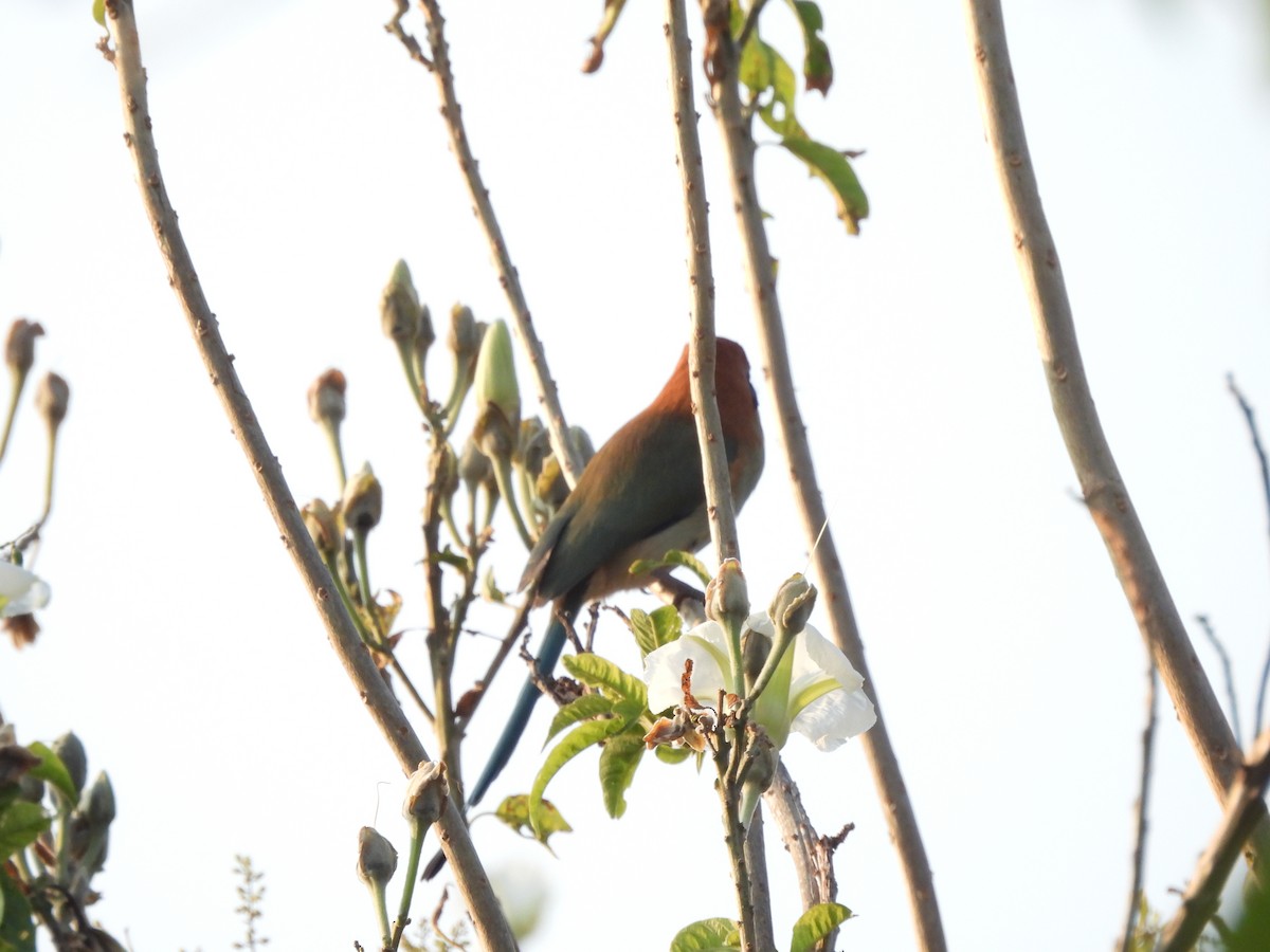 Russet-crowned Motmot - ML646725213