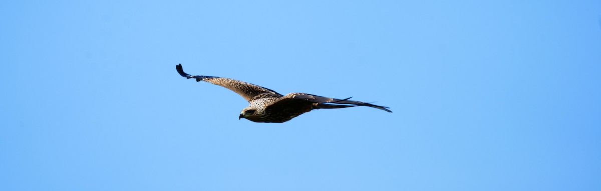 Kara Çaylak - ML646725214