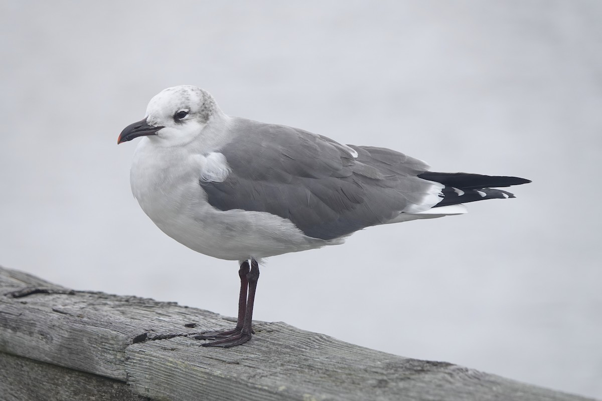 Laughing Gull - ML646725215