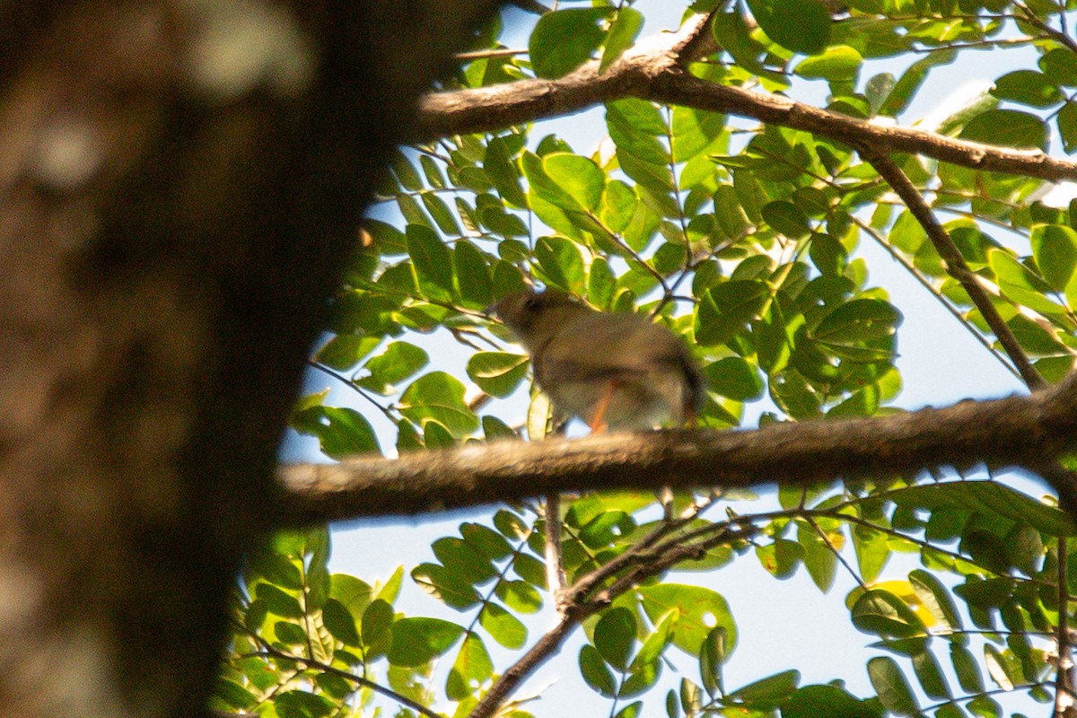 Langschwanzpipra - ML646725216