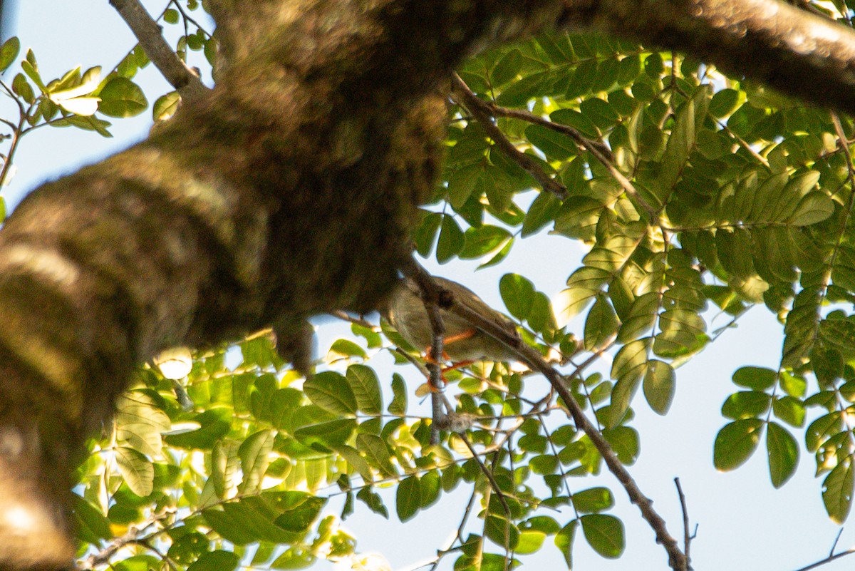 Saltarín Colilargo - ML646725217