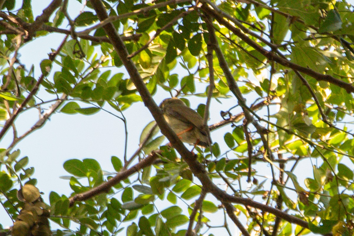 Saltarín Colilargo - ML646725218