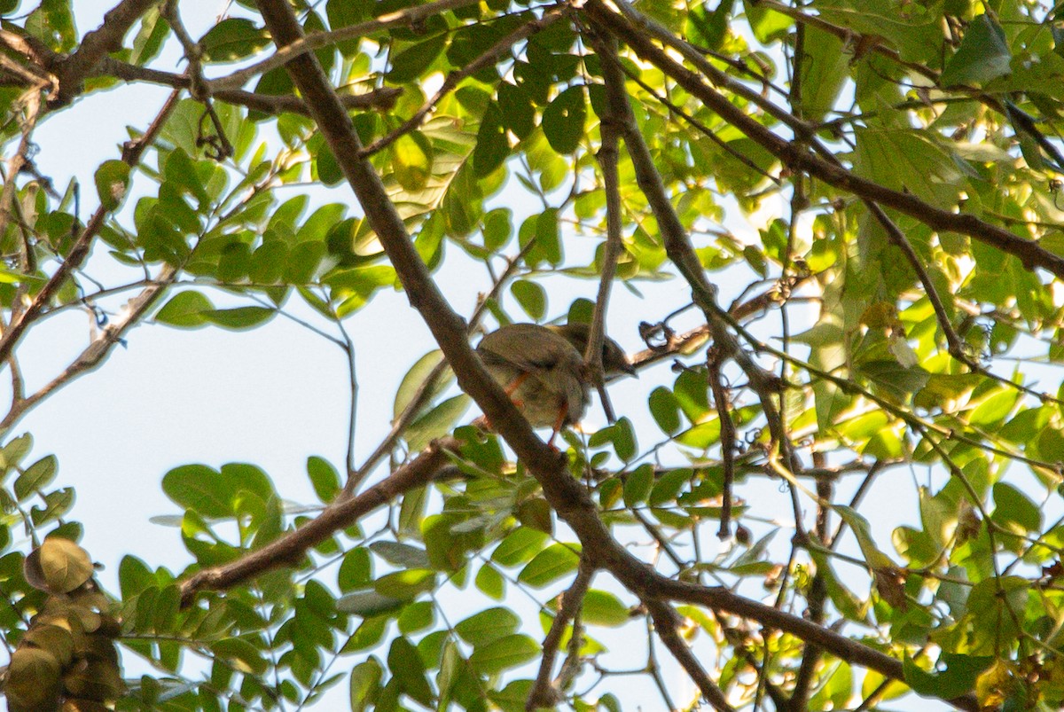 Saltarín Colilargo - ML646725219