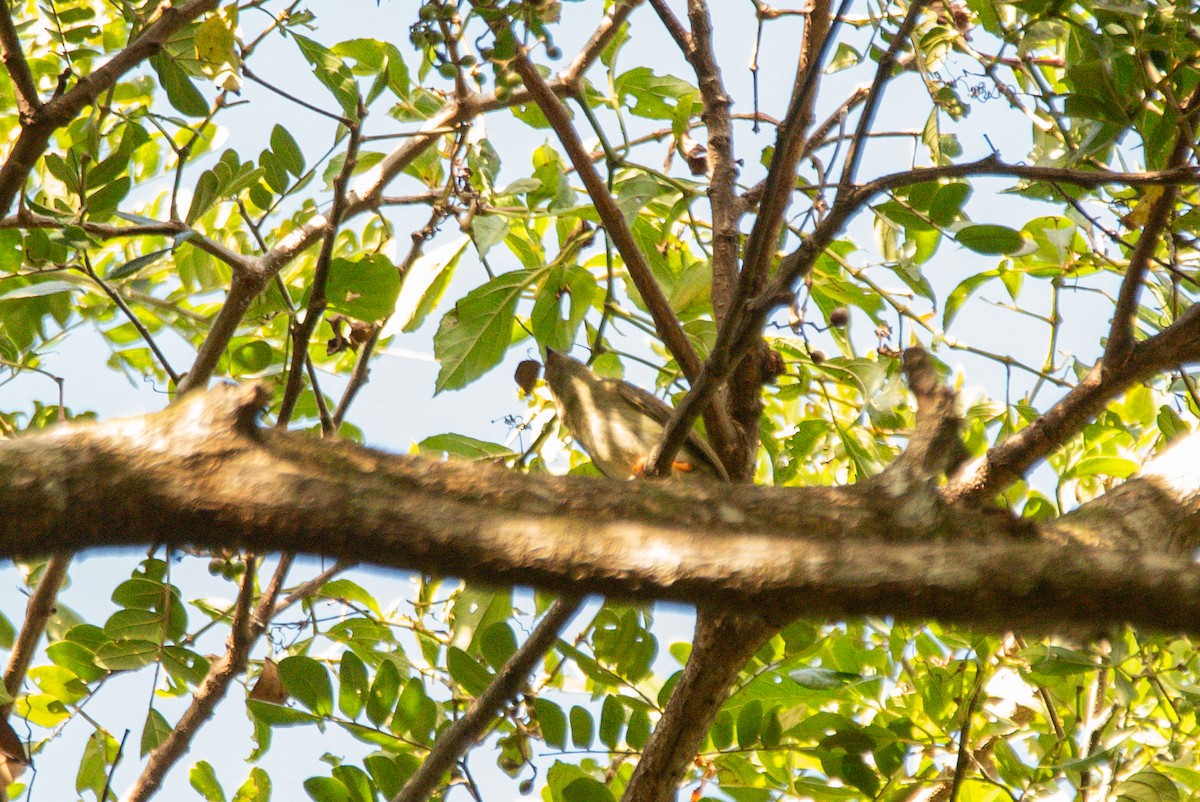 Saltarín Colilargo - ML646725220