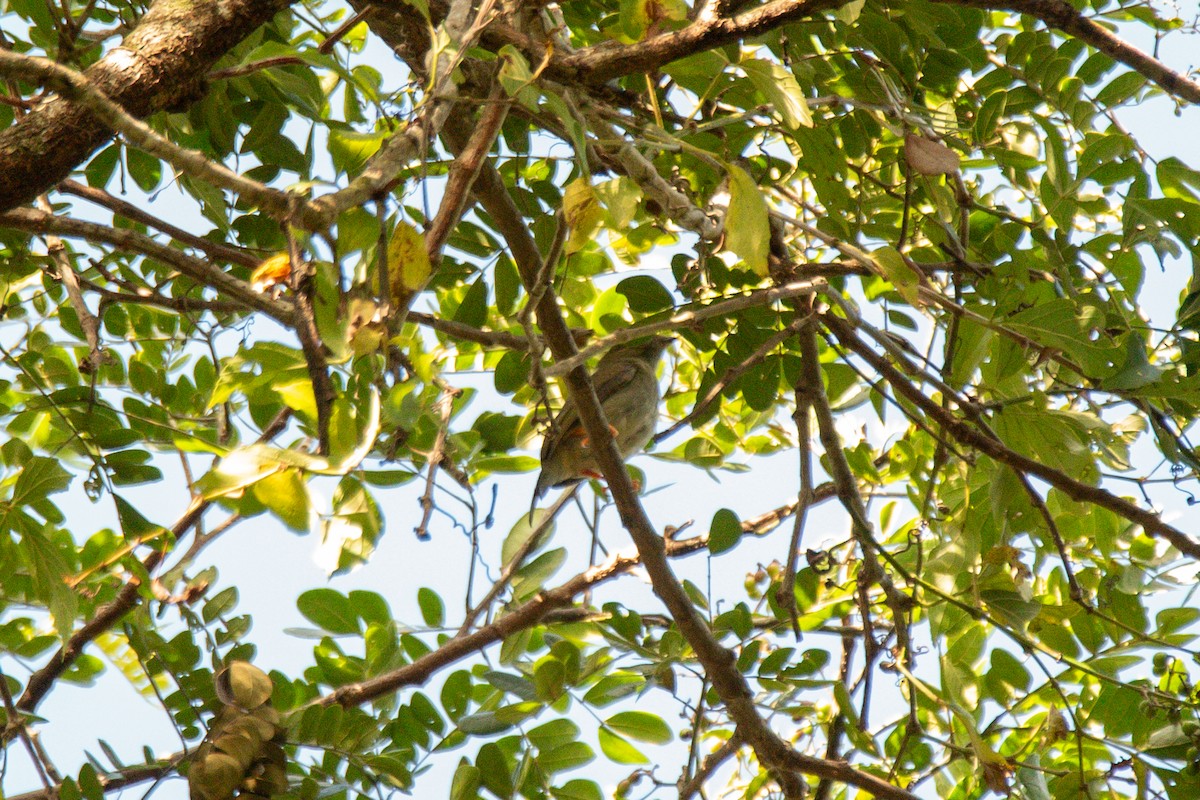 Saltarín Colilargo - ML646725221