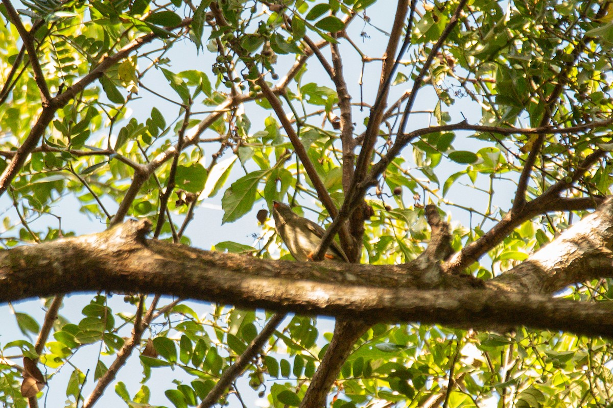 Long-tailed Manakin - ML646725222