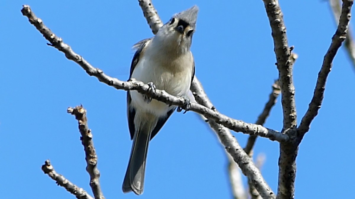 Grauhäubchenmeise - ML646725225