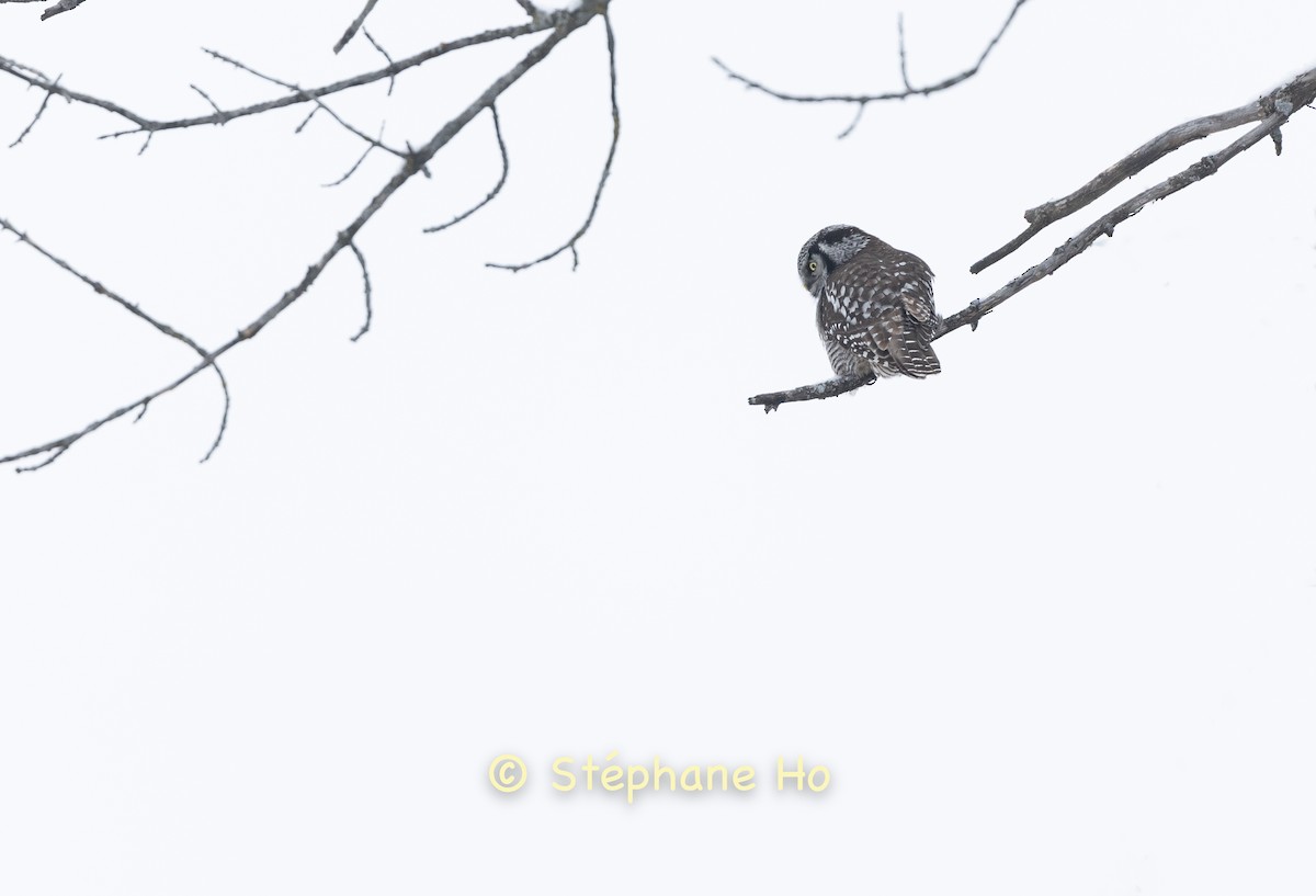 Lechuza Gavilana - ML646725228