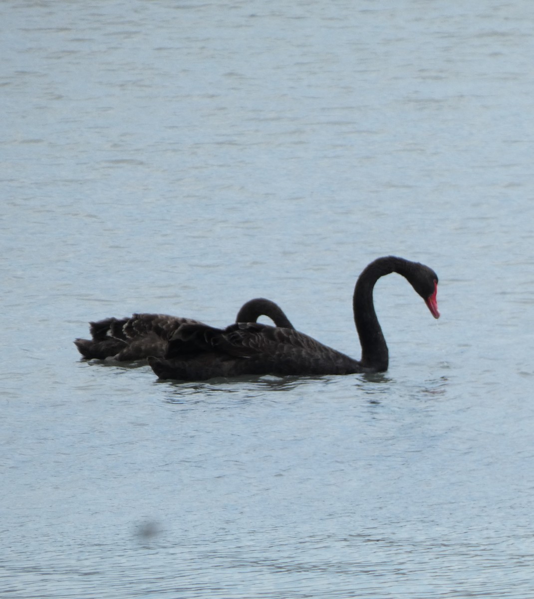 Black Swan - ML646725229