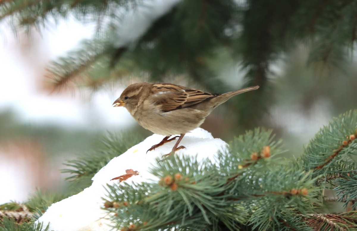 Gorrión Común - ML646725230