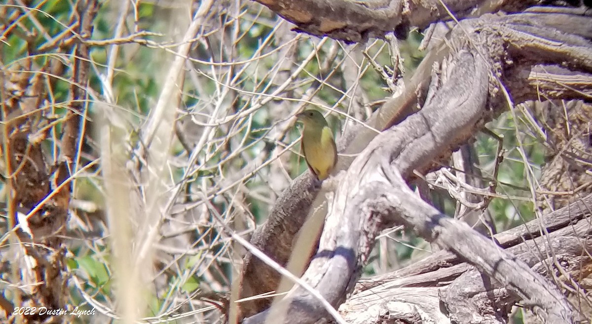 Azulillo Sietecolores - ML646725231