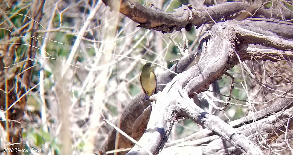 Azulillo Sietecolores - ML646725232