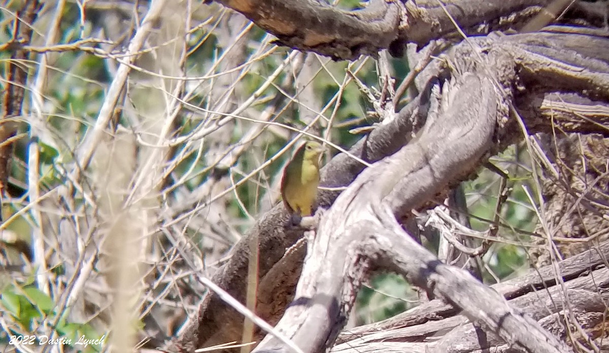 Azulillo Sietecolores - ML646725233