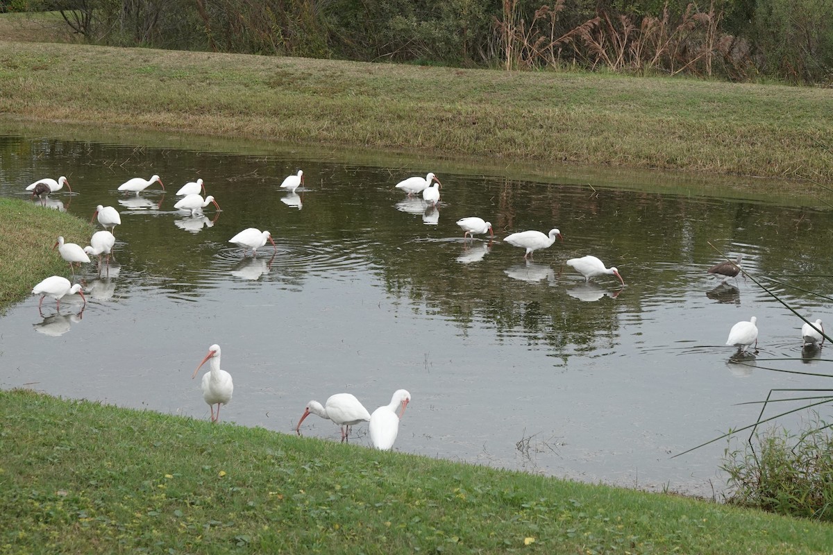 White Ibis - ML646725234