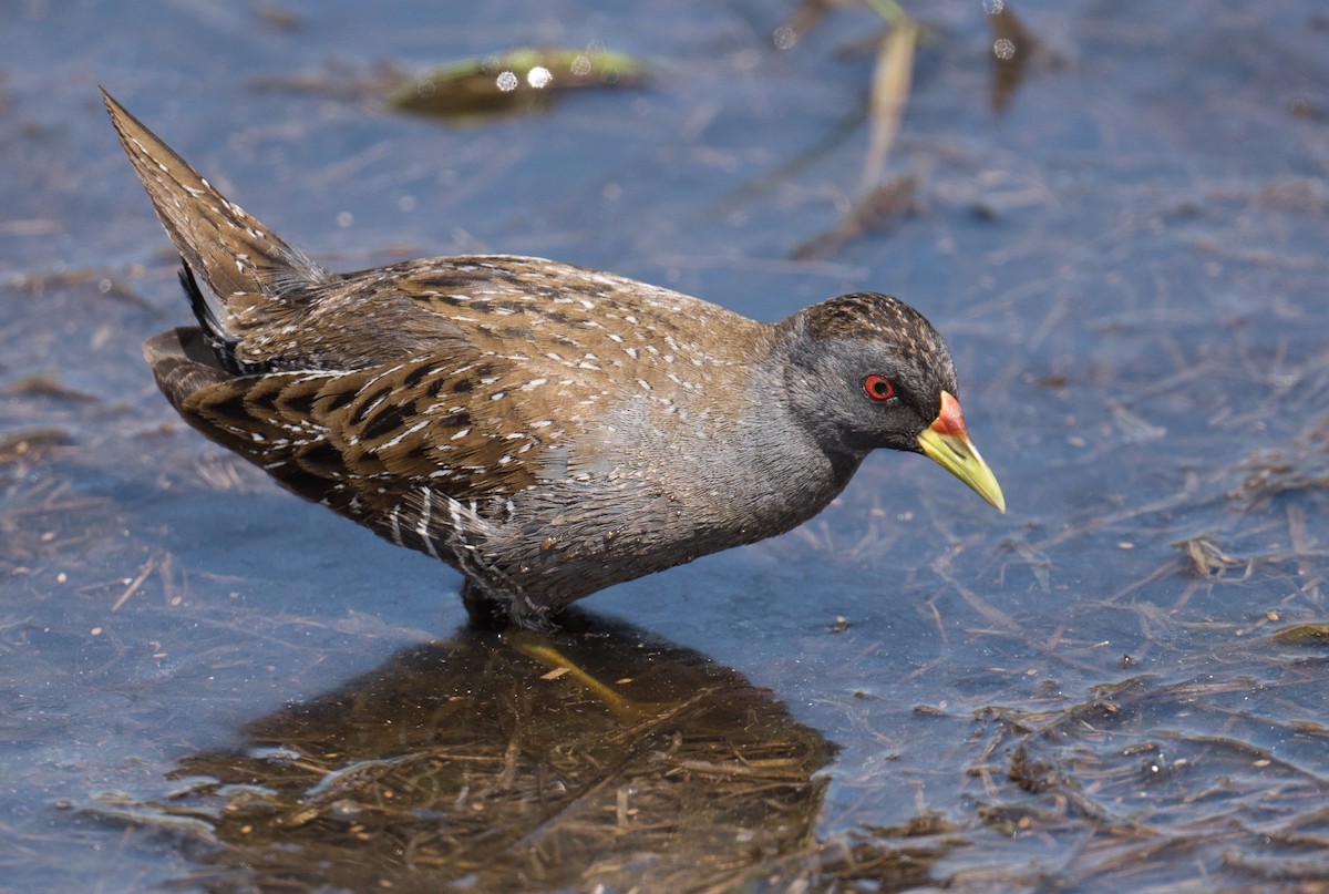 Australian Crake - ML646725235