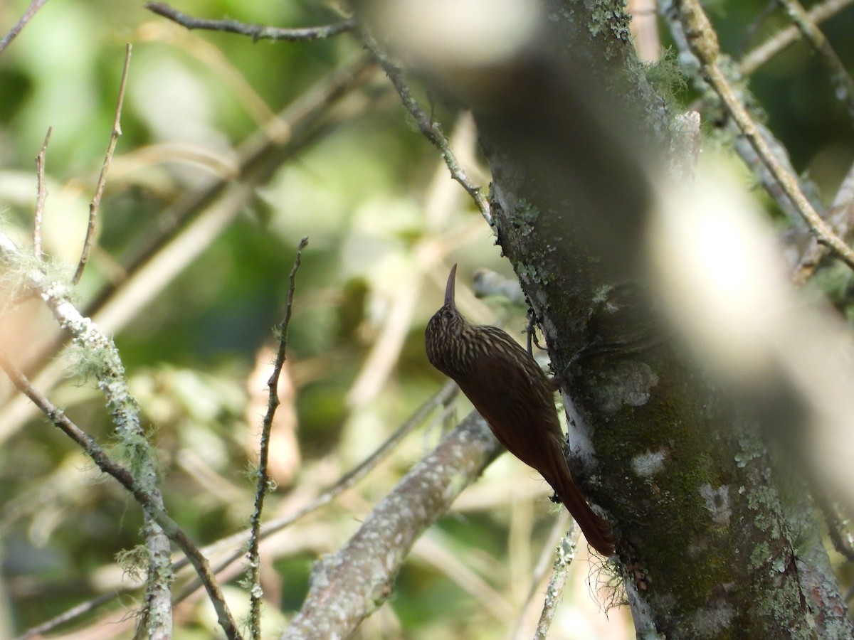 Trepatroncos Cabecirrayado - ML646725236