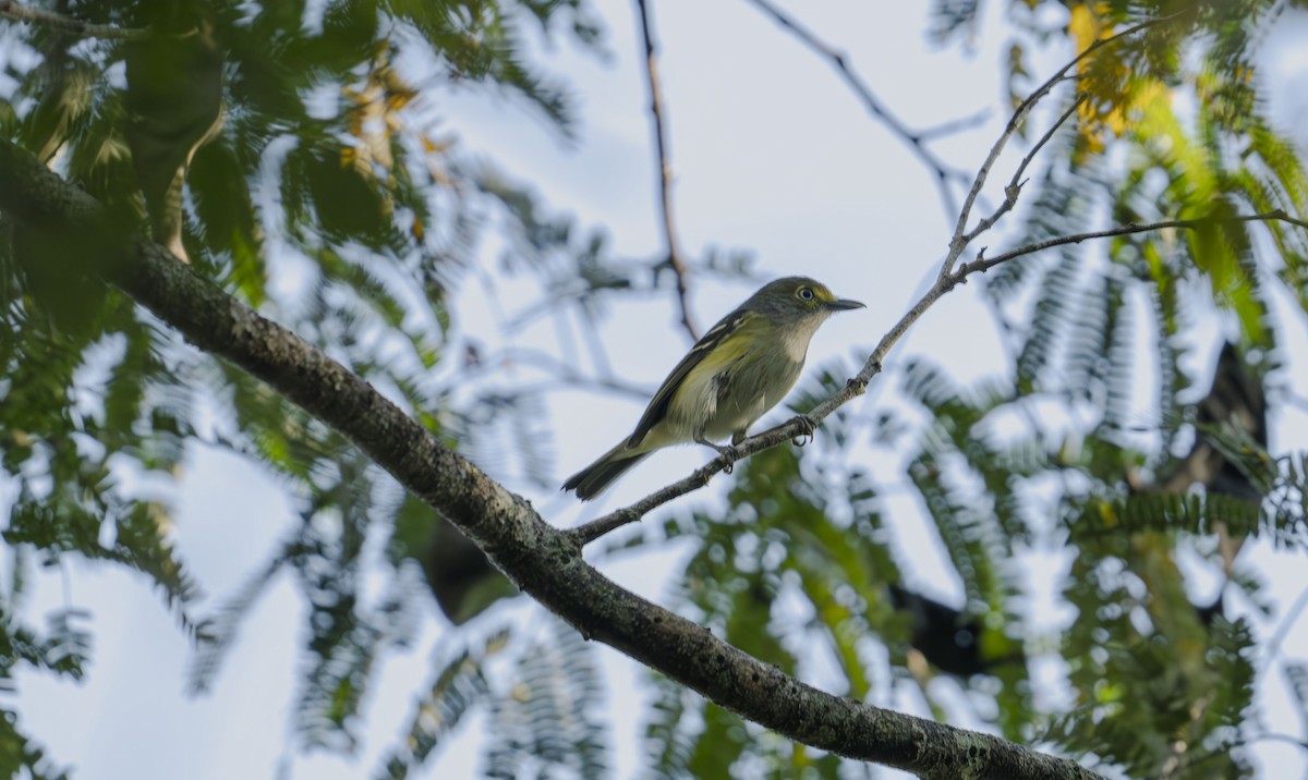 White-eyed Vireo - ML646725237