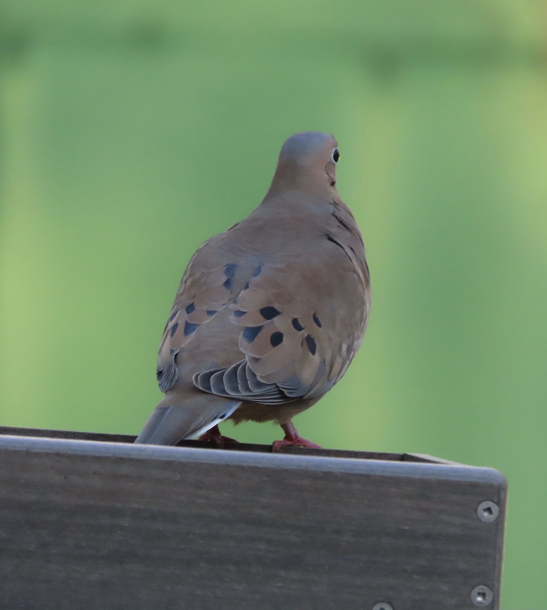 Zenaida Huilota - ML646725240