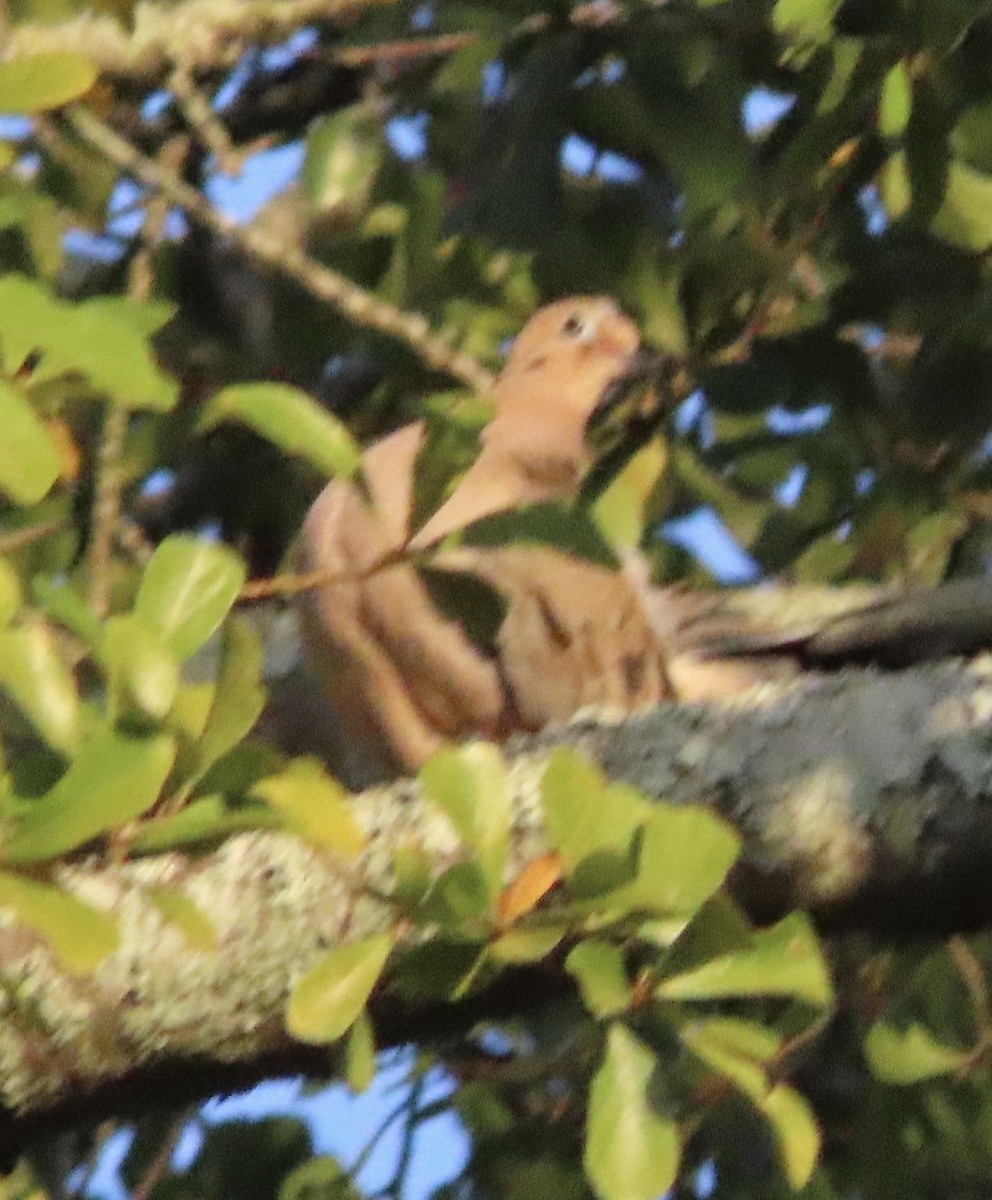 Mourning Dove - ML646725241