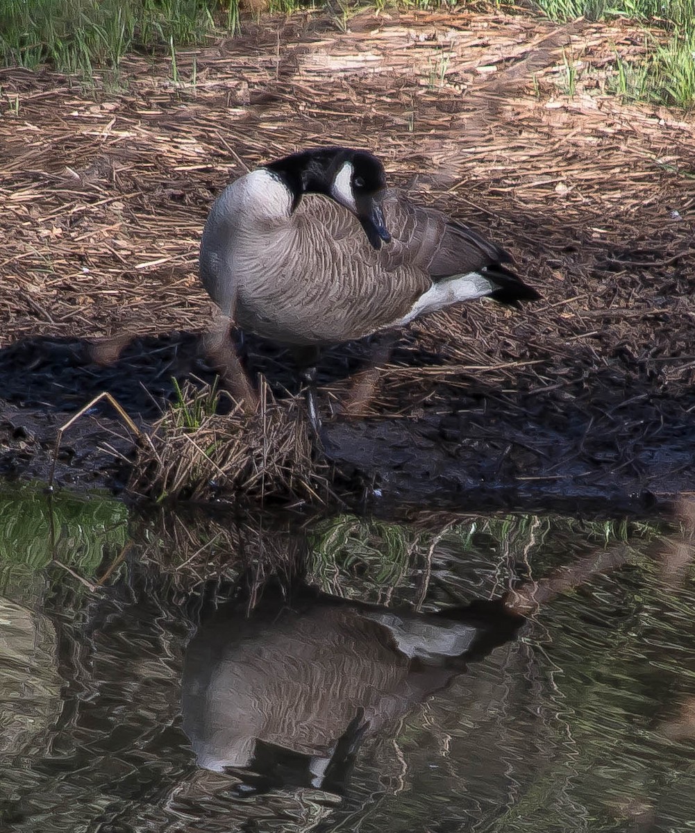 Barnacla Canadiense Grande - ML646725242