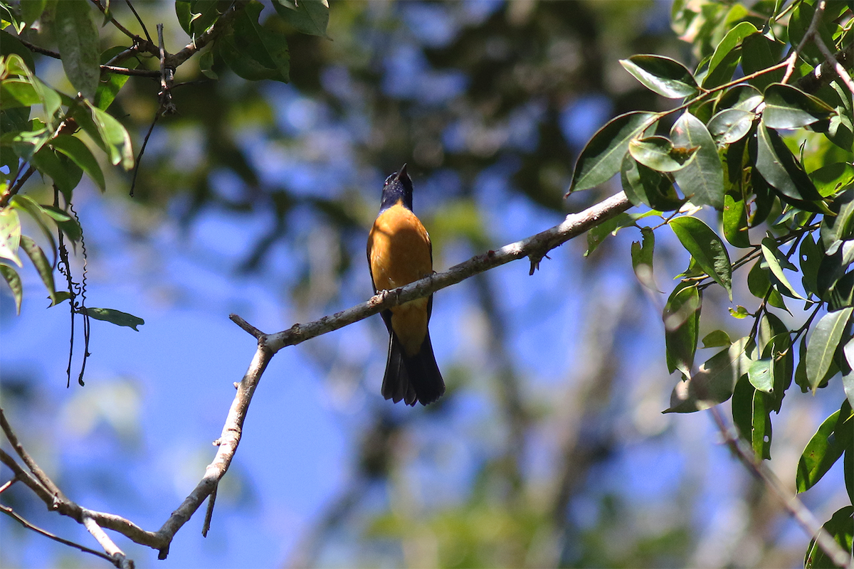 Papamoscas Vívido Grande - ML646725243
