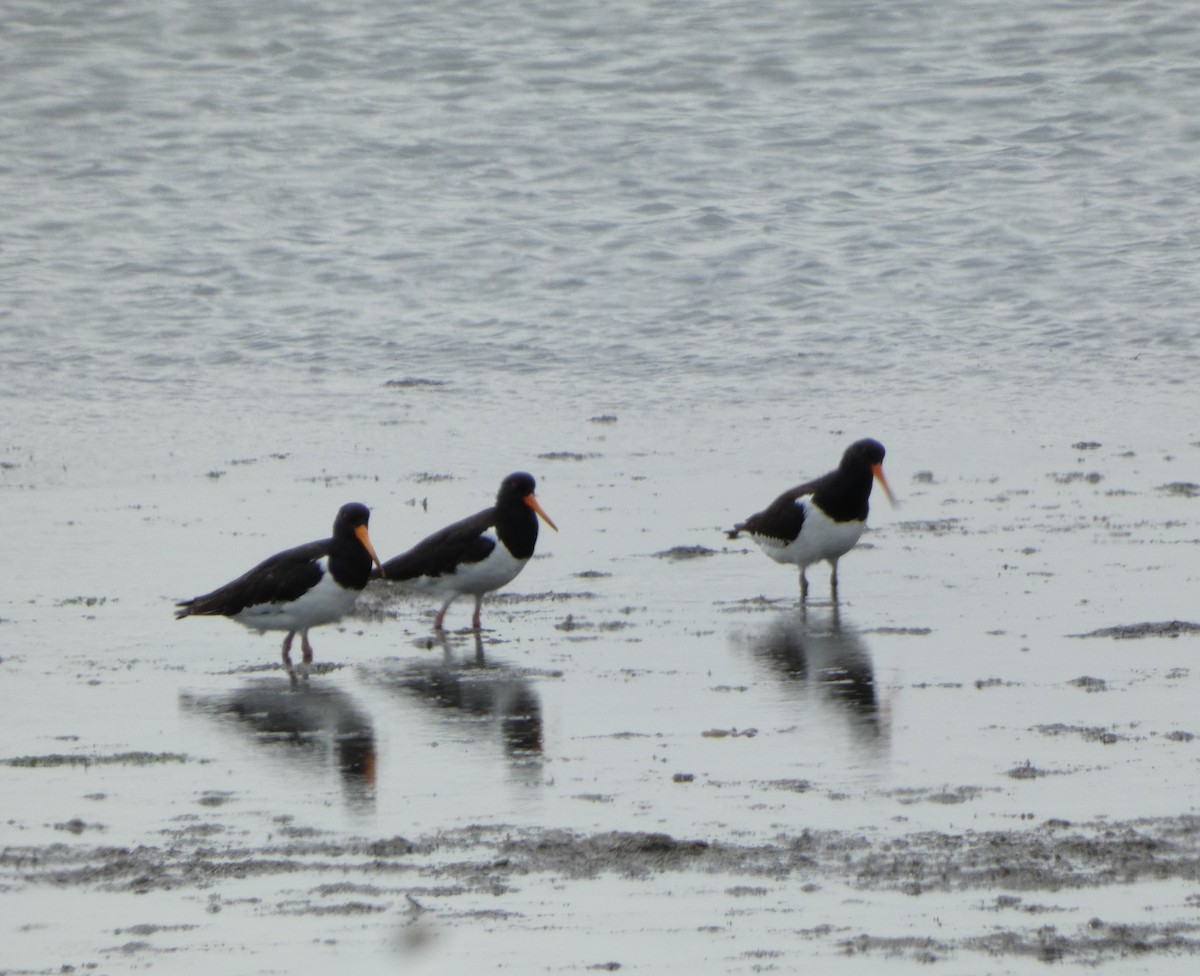 South Island Oystercatcher - ML646725244