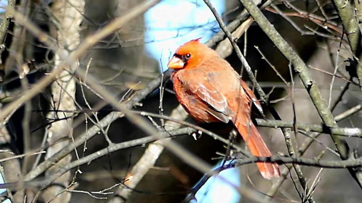 Cardenal Norteño - ML646725245