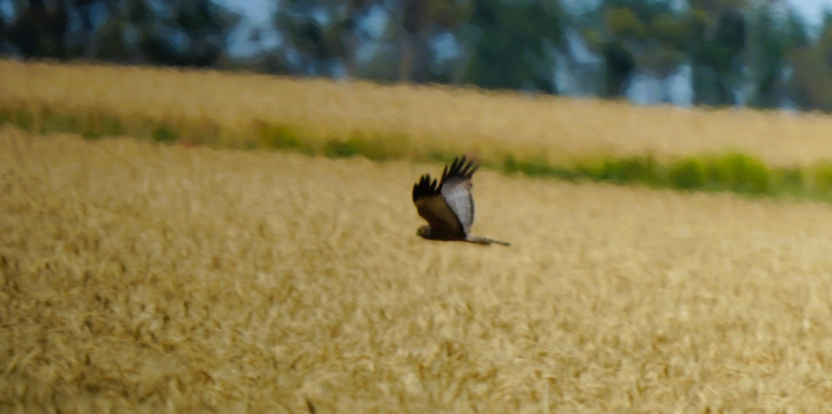 Aguilucho Moteado - ML646725246
