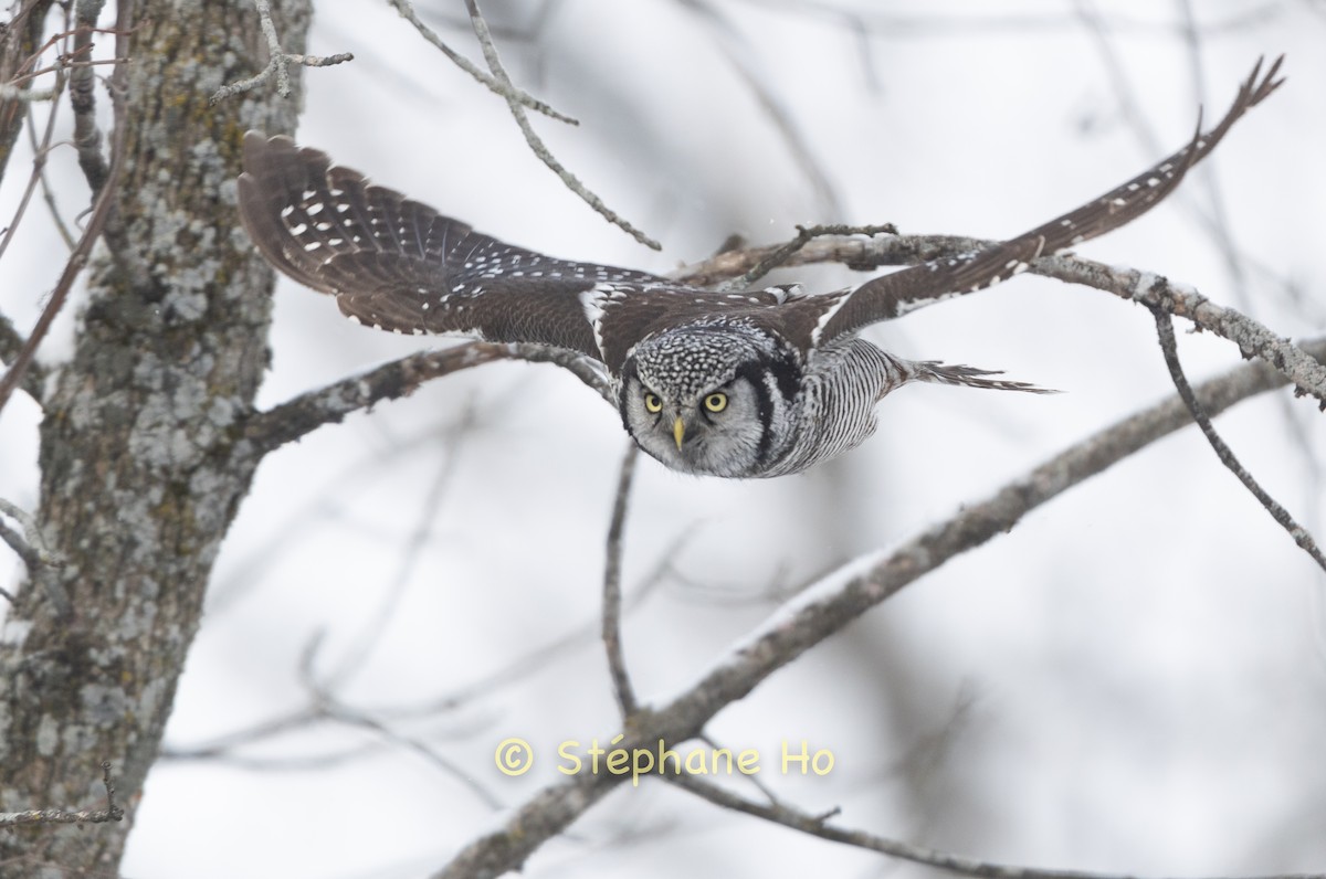 Lechuza Gavilana - ML646725247