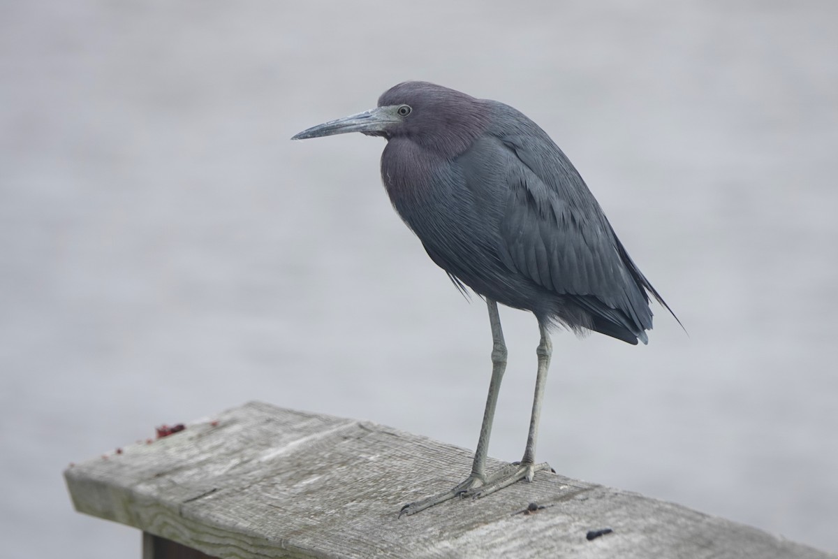 Garceta Azul - ML646725248