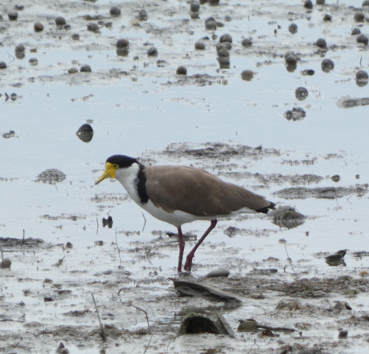 Masked Lapwing - ML646725251