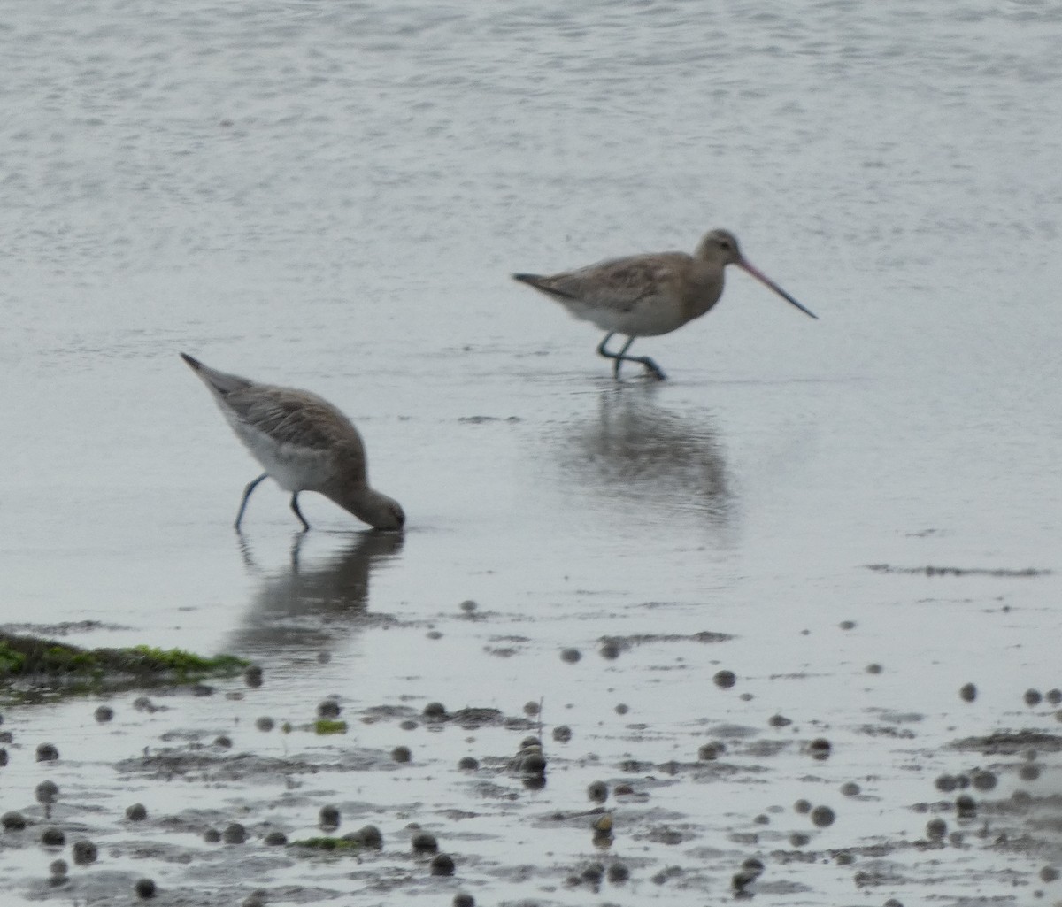 Bar-tailed Godwit - ML646725264