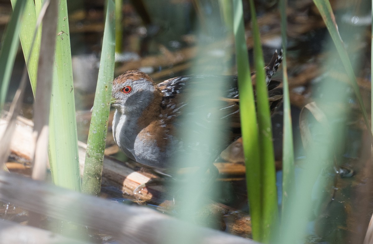 Uroilanda txikia - ML646725265