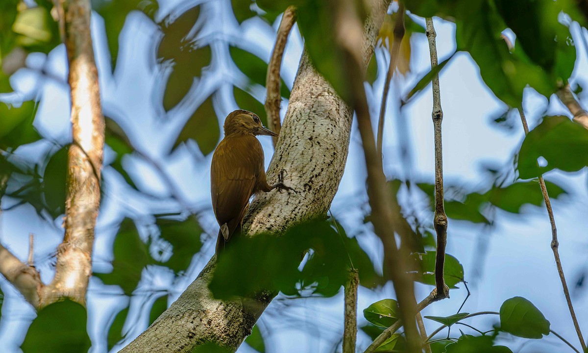 Smoky-brown Woodpecker - ML646725266