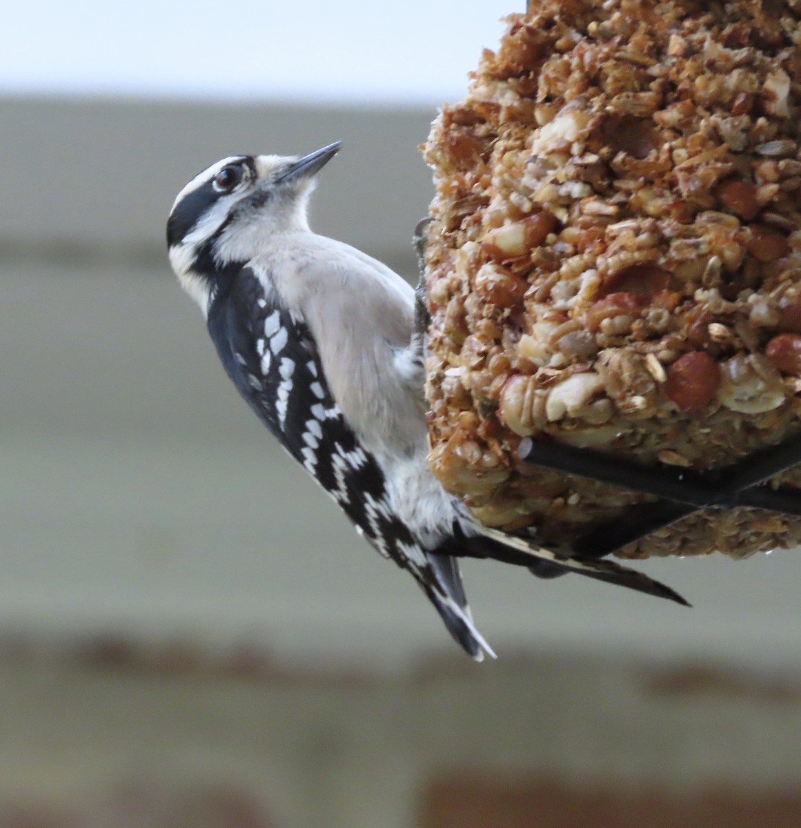 Downy Woodpecker - ML646725268