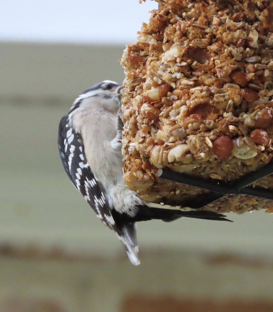 Downy Woodpecker - ML646725269