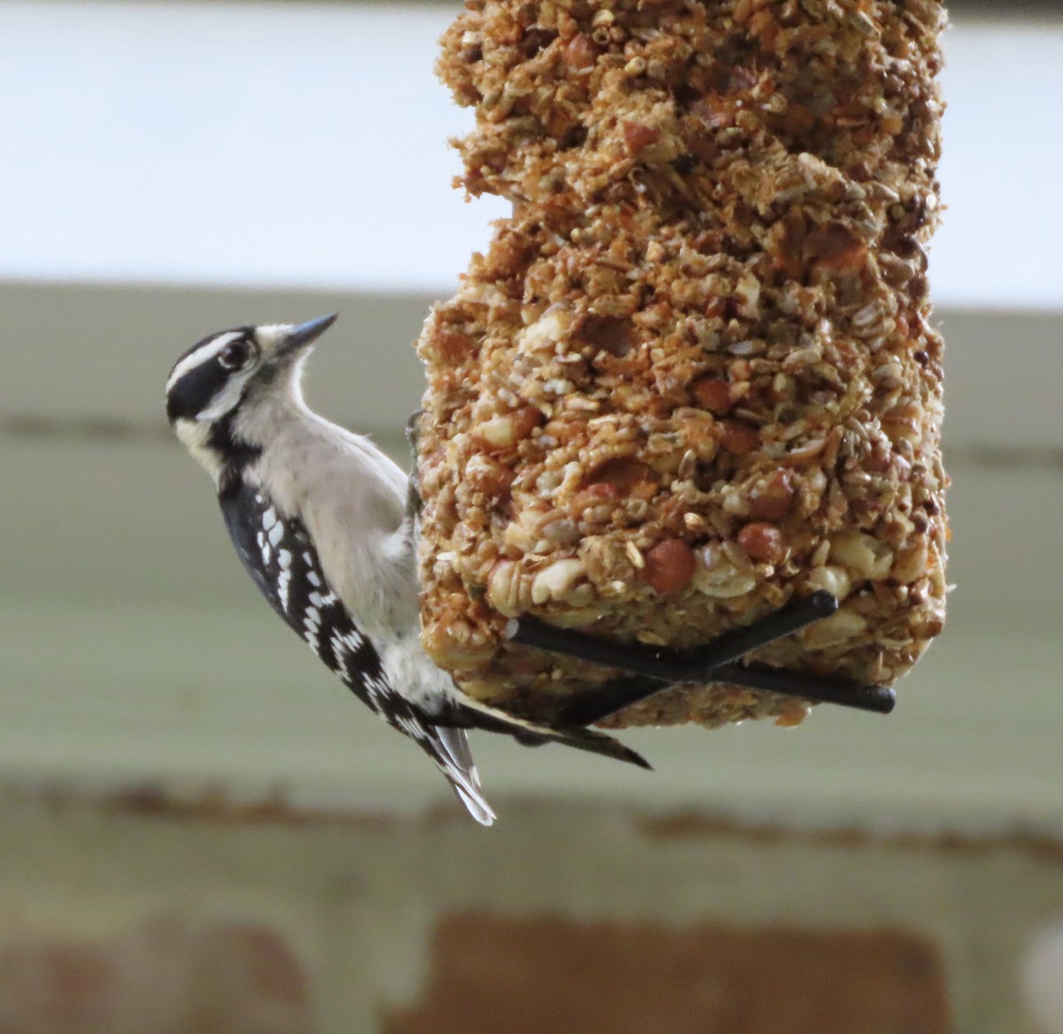 Downy Woodpecker - ML646725270
