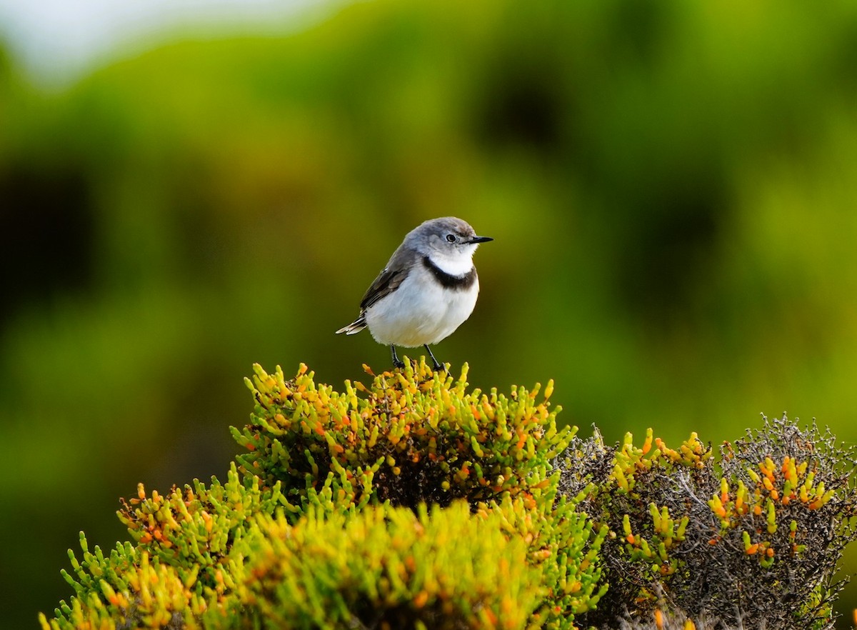 White-fronted Chat - ML646725272