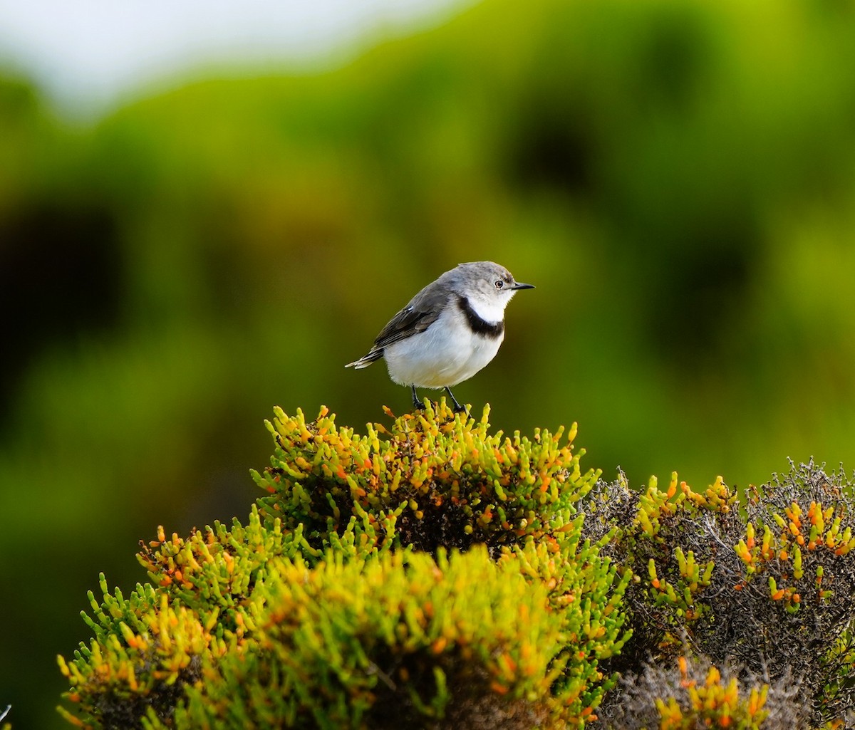 White-fronted Chat - ML646725273