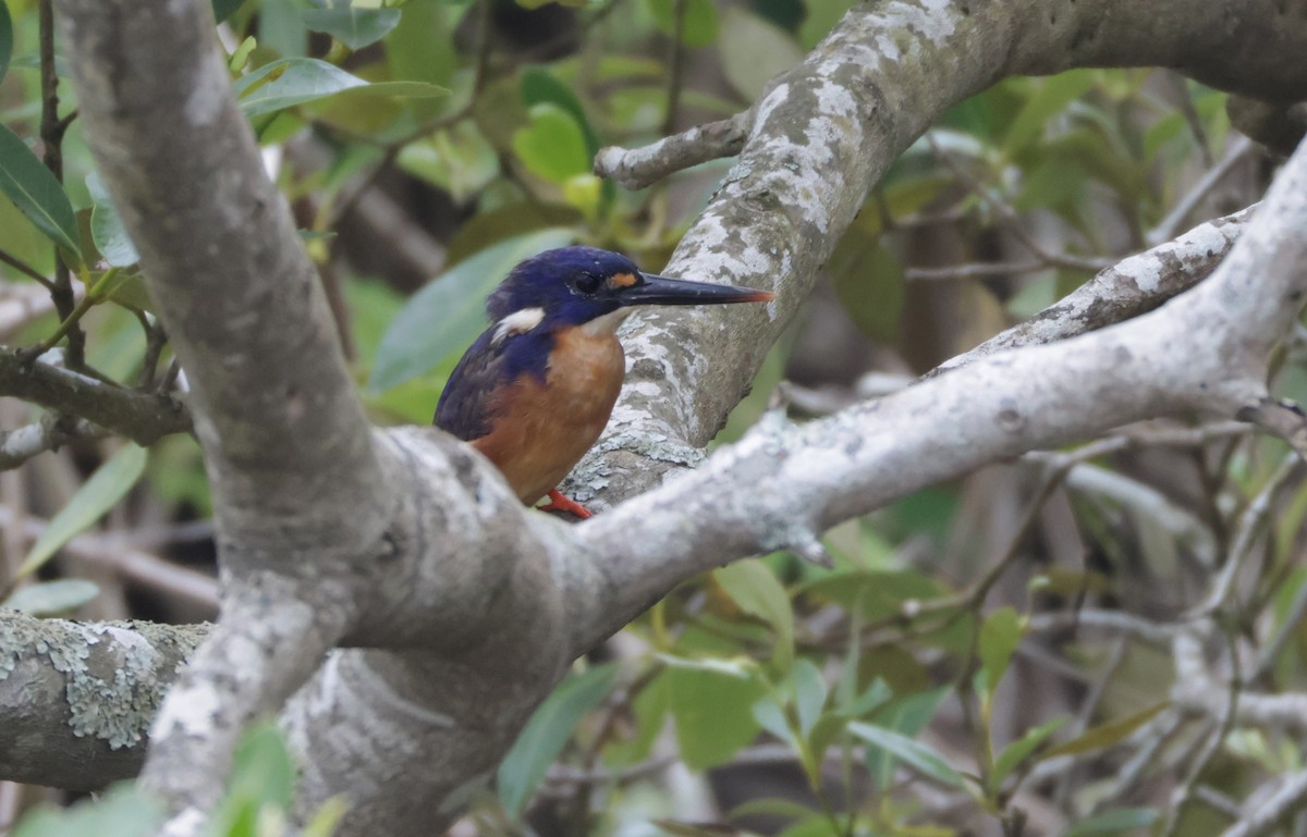 Лазурный зимородок - ML646725276