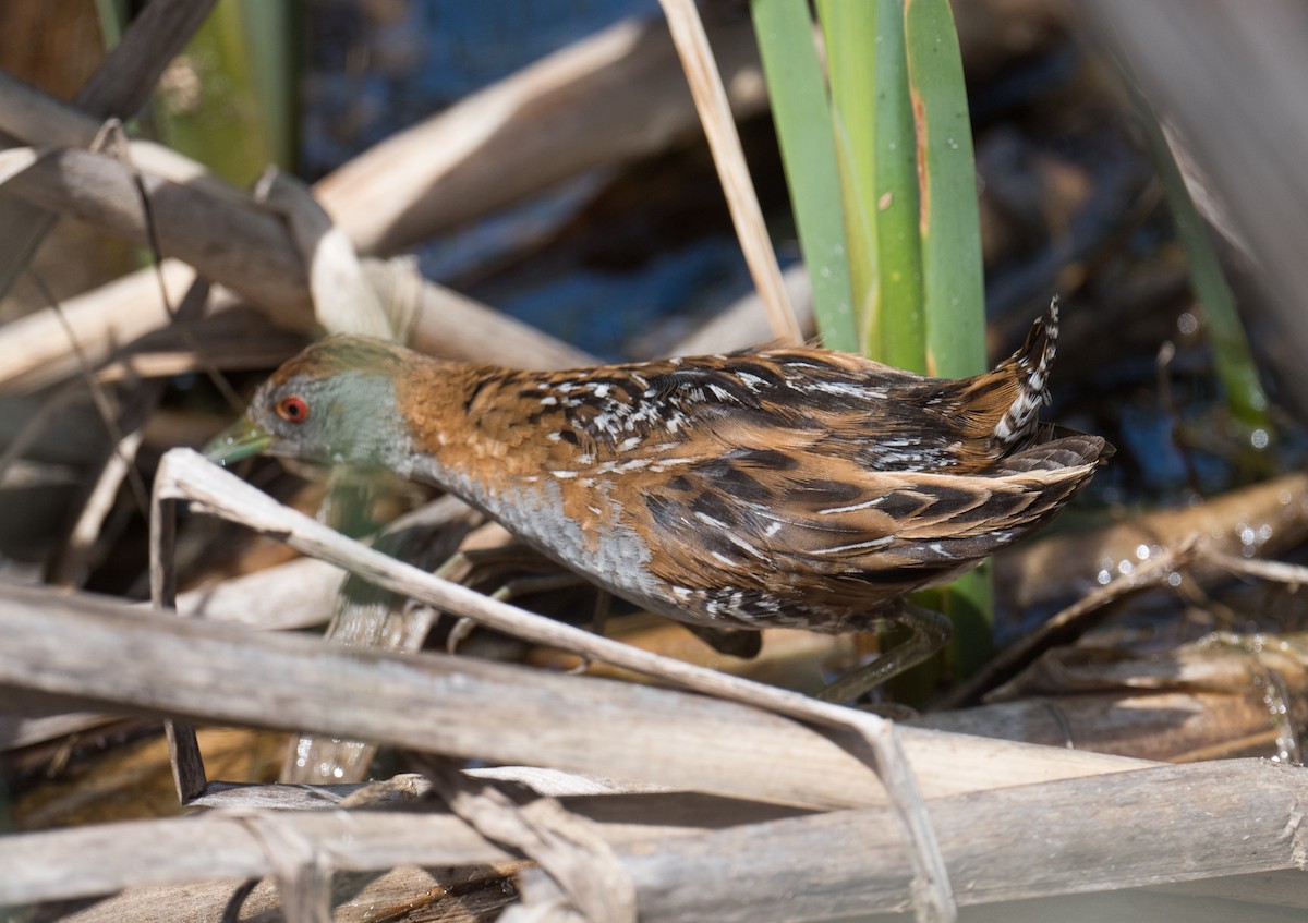 Uroilanda txikia - ML646725277