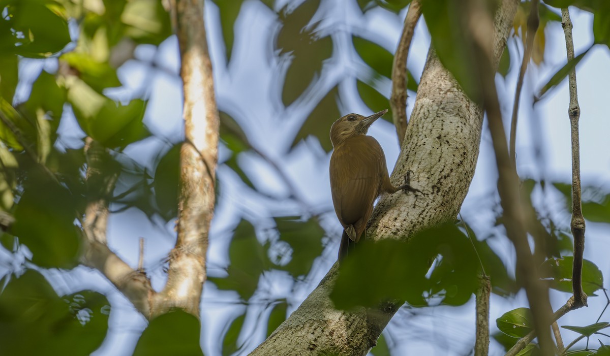 Smoky-brown Woodpecker - ML646725278
