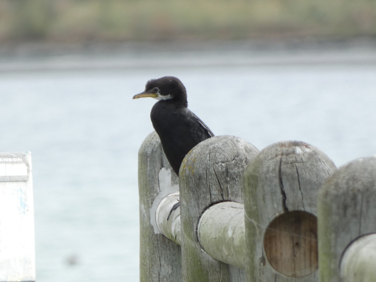 Little Pied Cormorant - ML646725279