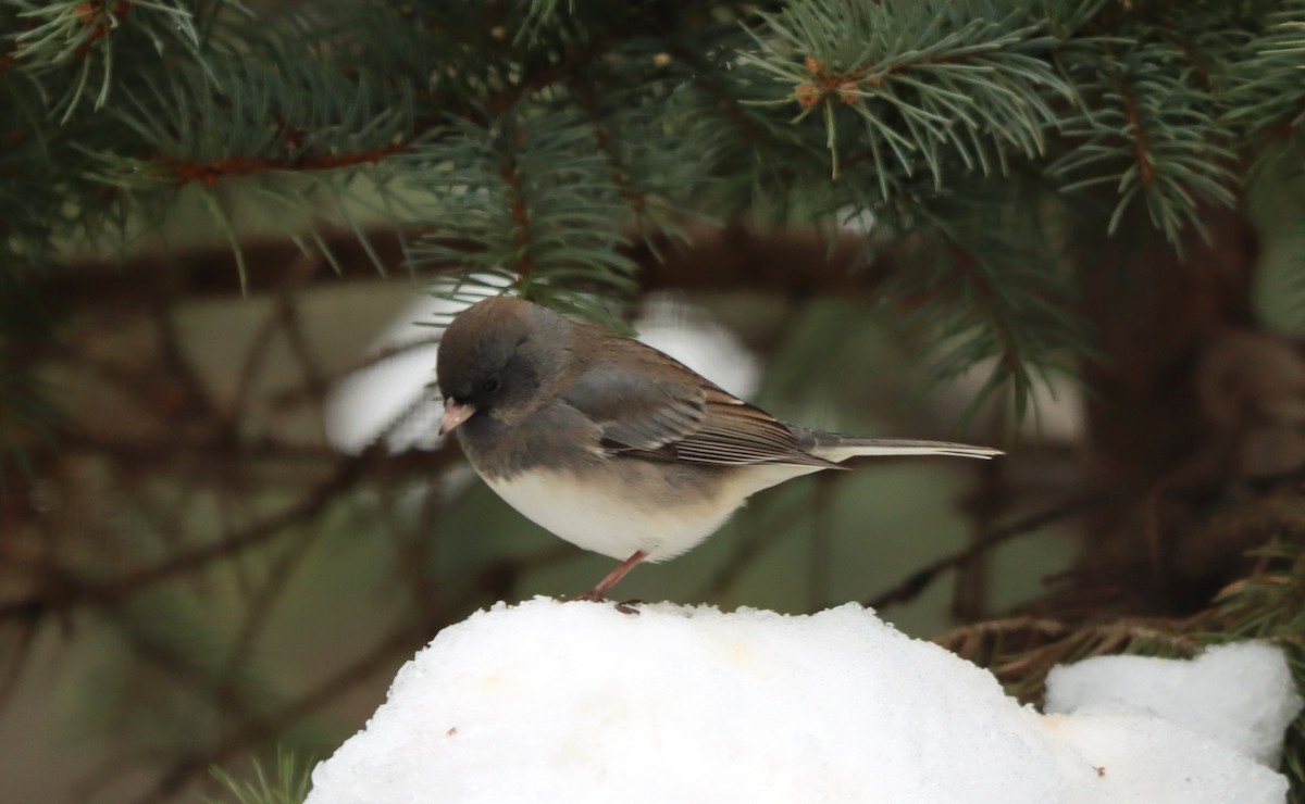 Dark-eyed Junco - ML646725280