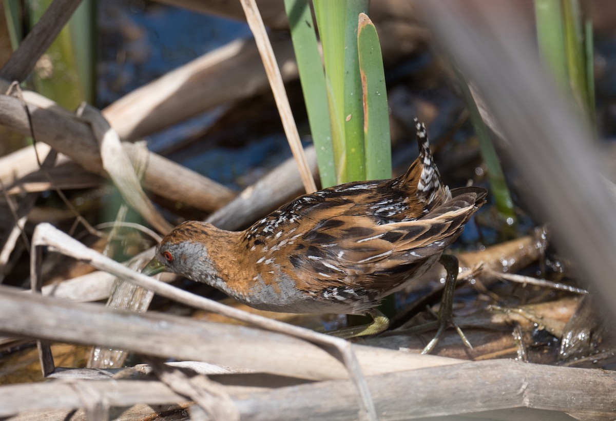 Uroilanda txikia - ML646725281