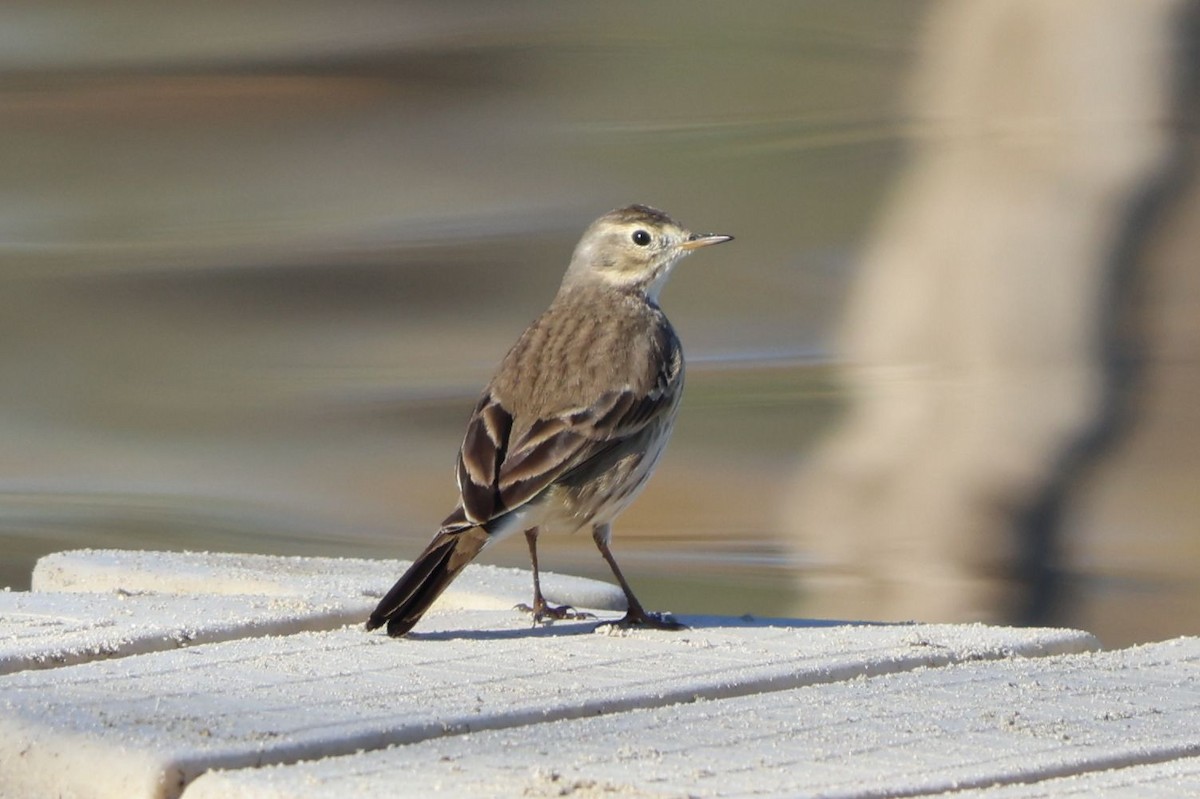 Bisbita Norteamericano - ML646725282