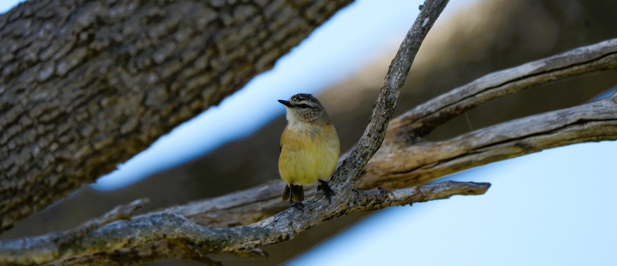 Sarı Belli Dikengaga - ML646725284