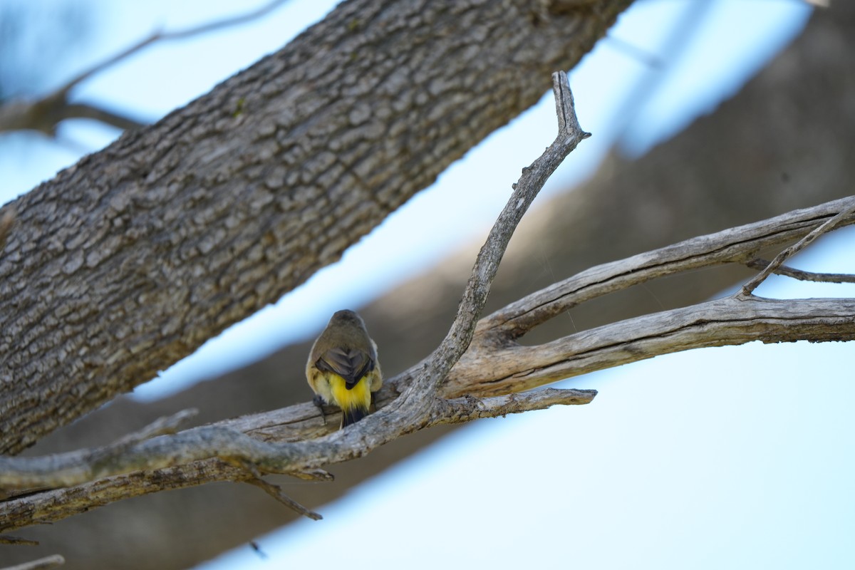 Sarı Belli Dikengaga - ML646725285