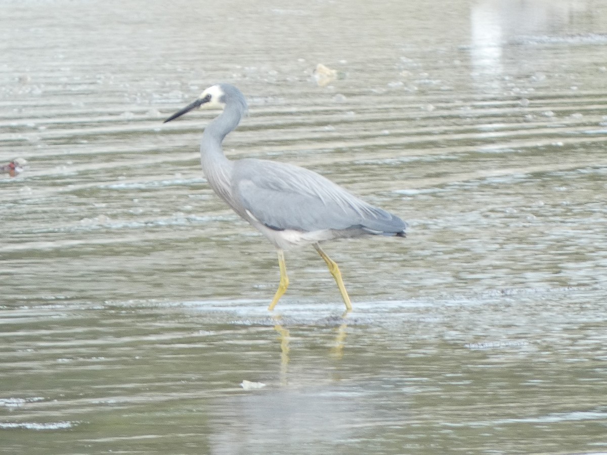 White-faced Heron - ML646725287